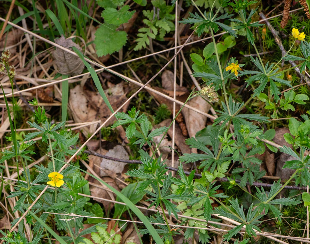Habitus